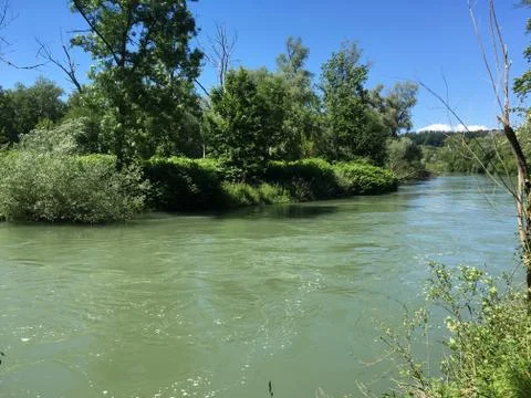Aare river in riverside forest with high water in summer time. Stock Photos