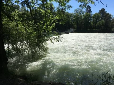 Aare river in riverside forest with high water near weir in summer time. Foto stock