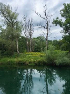 Aare river in riverside forest with high water in summer time. Stock Photos