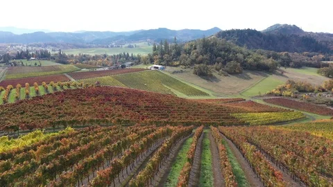 Abacela 2 Stock Footage 119394964