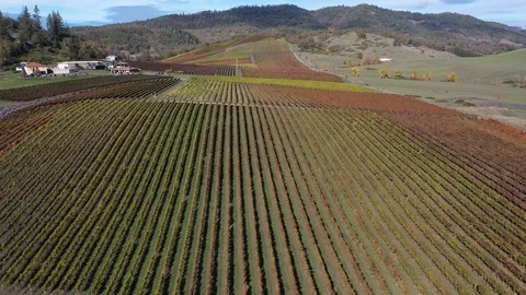 Abacela 7 Stock Footage 119395021