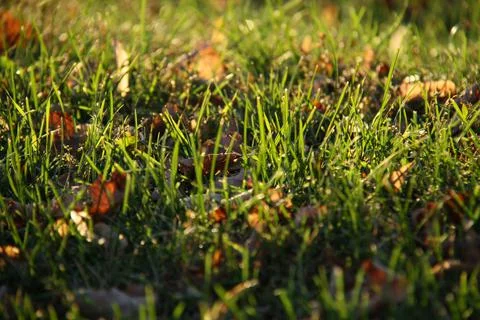 Abackground image of green grass Stock Photos