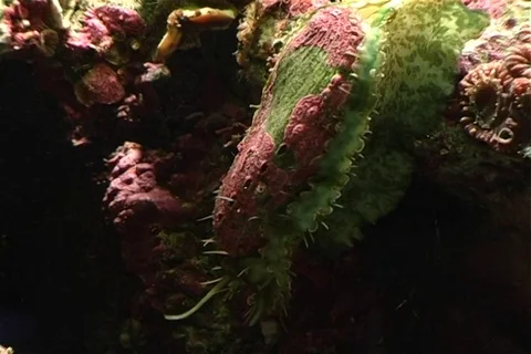 Abalone on the go 스톡 동영상 107074768