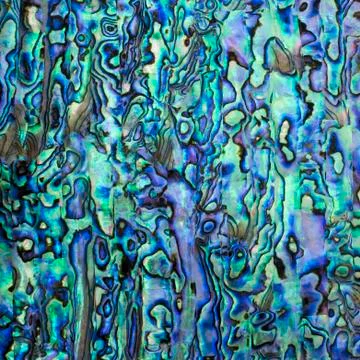 Abalone nacre shell Stock Photos