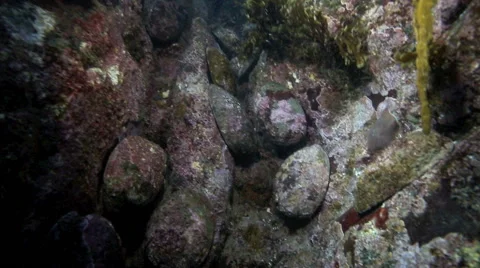 Abalone (paua) shells clinging to rocks underwater Stock Footage