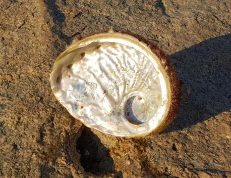 Abalone shell Australia Stock Photos