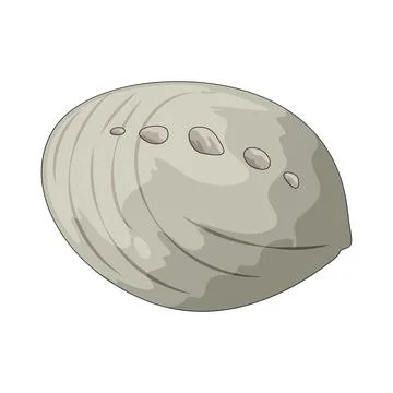 Abalone shell illustration Stock Illustration
