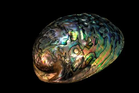 Abalone shell isolated on black background Stock Photos