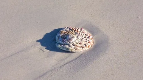 Abalone shell laying on the beach sand and is washed away by a wave Stock Footage 333765082