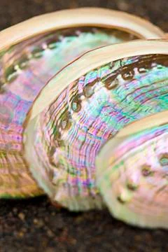 Abalone shell Stock Photos