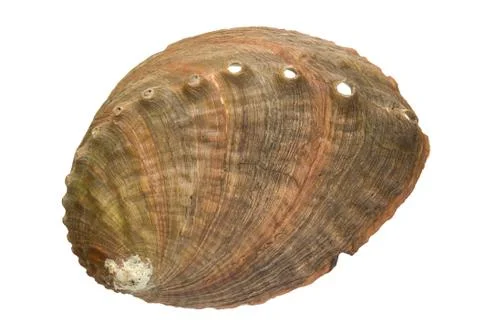 Abalone shell Stock Photos