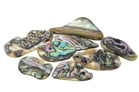 Abalone Shell Foto stock