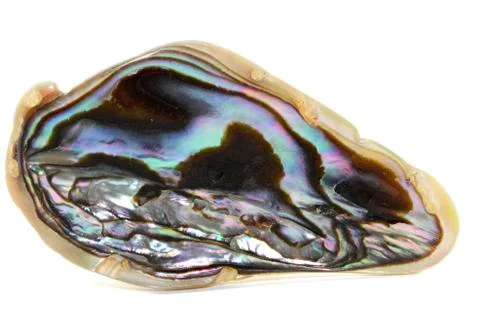 Abalone Shell Stock Photos
