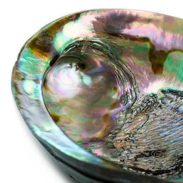Abalone shell Stock Photos