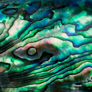 Abalone shell Stock Photos