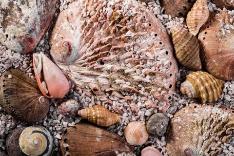 Abalone shells and other shells in coarse seasand Stock Photos