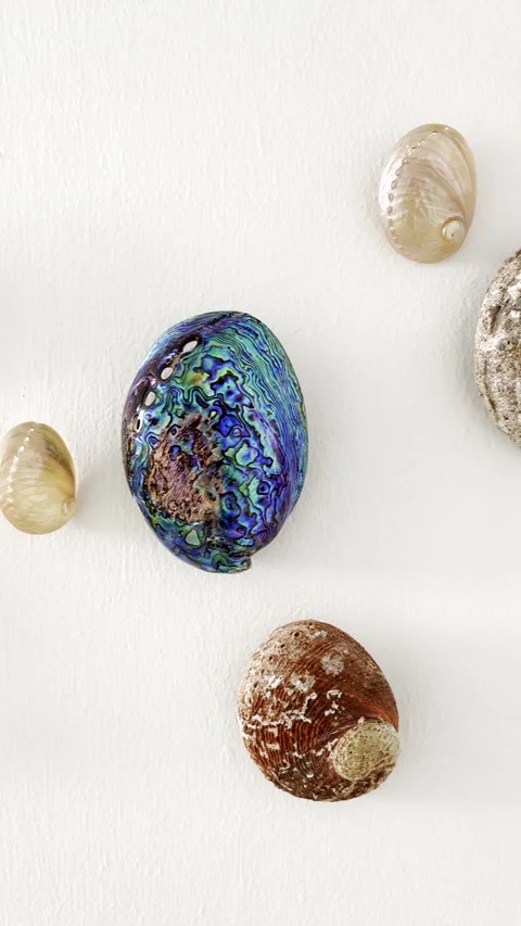 Abalone shells from different species hanging on string for decoration Stock Footage 344010353
