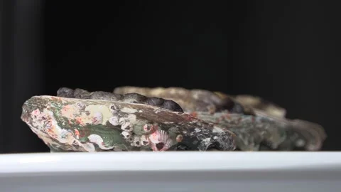 Abalone on a white plate. Stock Footage 300074896