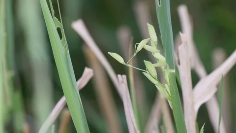 Abandon rice in the field Stock Footage 82909582