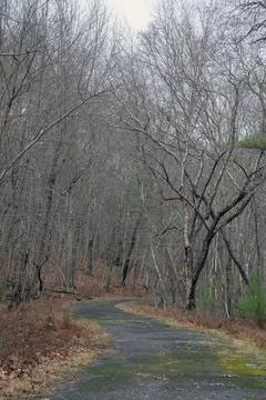 Abandon road  lined with bare trees in massachusetts Stock Photos