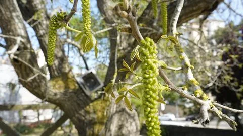 Abandon tv in tree 写真素材