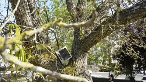 Abandon tv in tree 写真素材