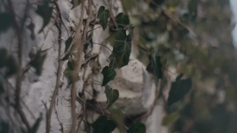 Abandoned 1Two Clips in One Stock Footage 113316880
