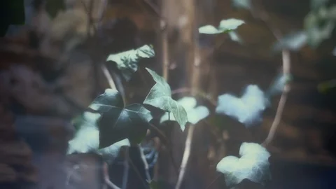 ABANDONED 25- four clips in one Stock Footage 113318625