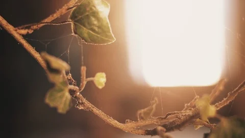 ABANDONED 42 - Two clips in one Stock Footage 113353388