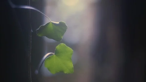 ABANDONED 7 Stock Footage 113317984