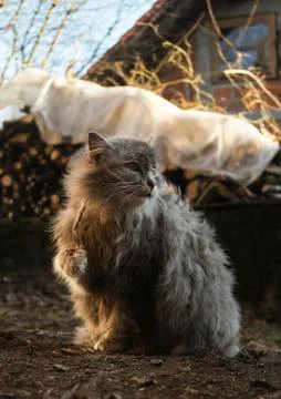Abandoned adult cat Stock Photos