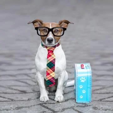 Abandoned and lost dog Stock Photos