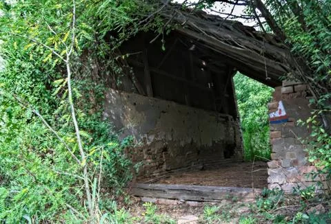 Abandoned barn surrounded by bunch of plants and trees Foto stock