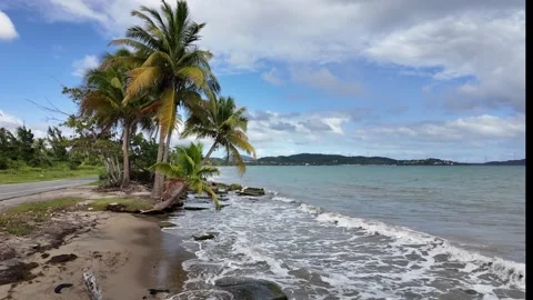 Abandoned Beach filled with Palm Trees as Ocean Waves Crash Stock Footage 273541675