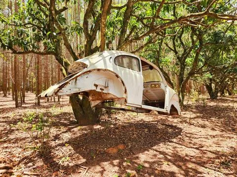 Abandoned Beetle Carcass Hanging from a Tree Stock Photos