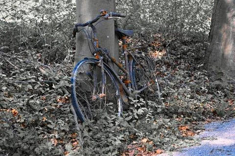 Abandoned bicycle resting against a tree in a forest area Stock Photos