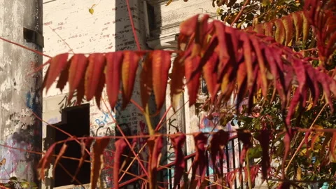 ABANDONED BLDG Stock Footage 184494828