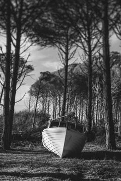 Abandoned boat under the pine forest Stock Photos