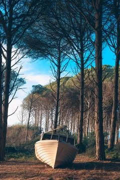 Abandoned boat under the pine forest Stock Photos