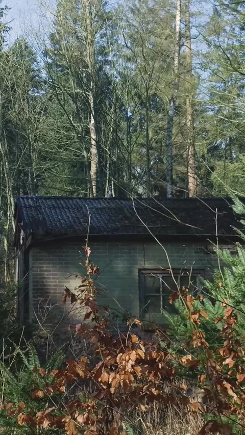 Abandoned brick building hidden in a dense forest Stock Footage 327114968