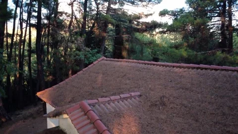 Abandoned brick cabin hidden in dense pine woods illuminated by sunset rays Stock Footage 325221227