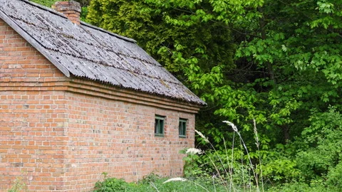 Abandoned brick forestry house overgrown with trees in green forest Stock Footage 336970870