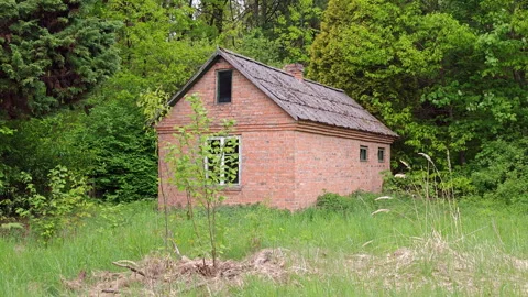 Abandoned brick forestry house overgrown with trees in green forest Stock Footage 336971060