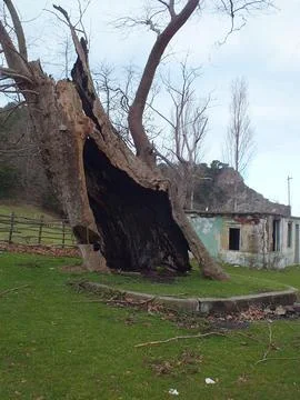 Abandoned building and tree Stock Photos