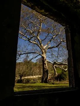 Abandoned building and tree Stock Photos