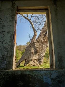 Abandoned building and tree Stock Photos