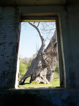 Abandoned building and tree Stock Photos
