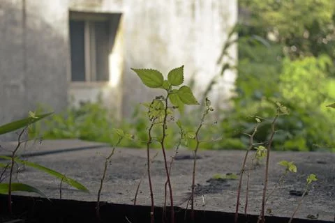 Abandoned building in mumbai, india Stock Photos