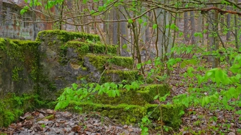 Abandoned Building Ruins in Forest Covered in Thick Moss and Dry Foliage Vídeos de archivo 277664339