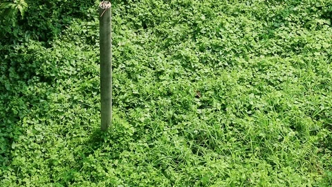 Abandoned building structure column and overgrown wild vine Stock Footage 93061290